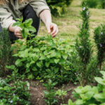 Eigen Huis en Tuin: Lekker Leven Recepten Vandaag