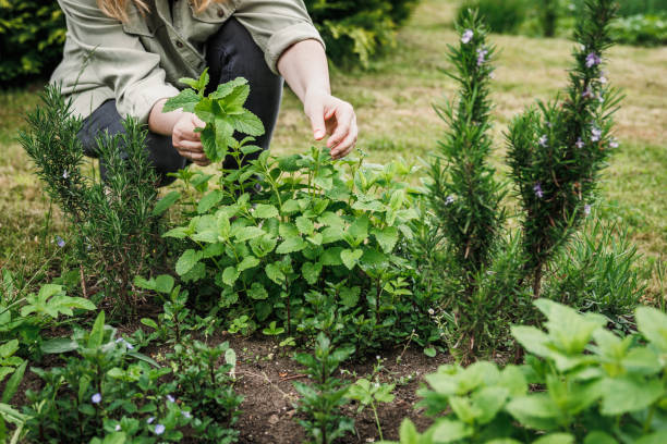 Eigen Huis en Tuin: Lekker Leven Recepten Vandaag